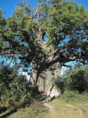 04-Giant Baobab tree